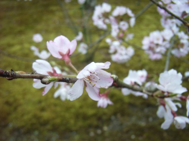 南禅寺の桜