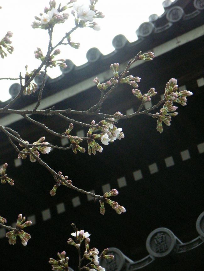 まだ、蕾の方が多いかな？