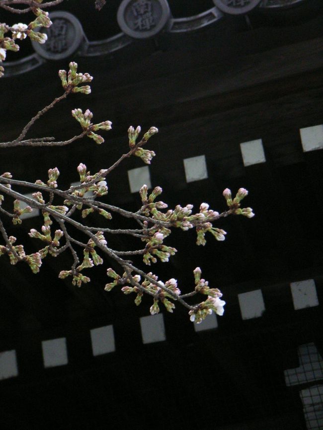 ダークブラウンの建物と淡い桜色の組み合わせが京都らしい。