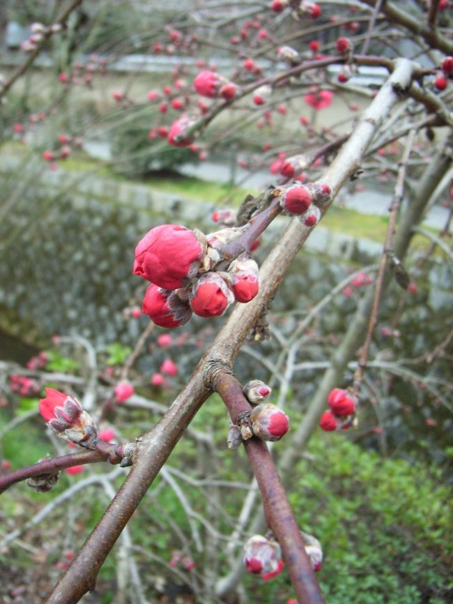 哲学の小径では桜や梅の蕾がちらほら。ほかにもいろいろな植物に出会いました。