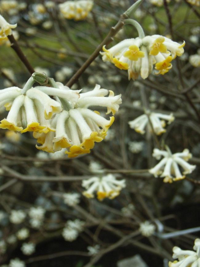 キノコを逆さまにしたような。何ていう植物でしょうか。