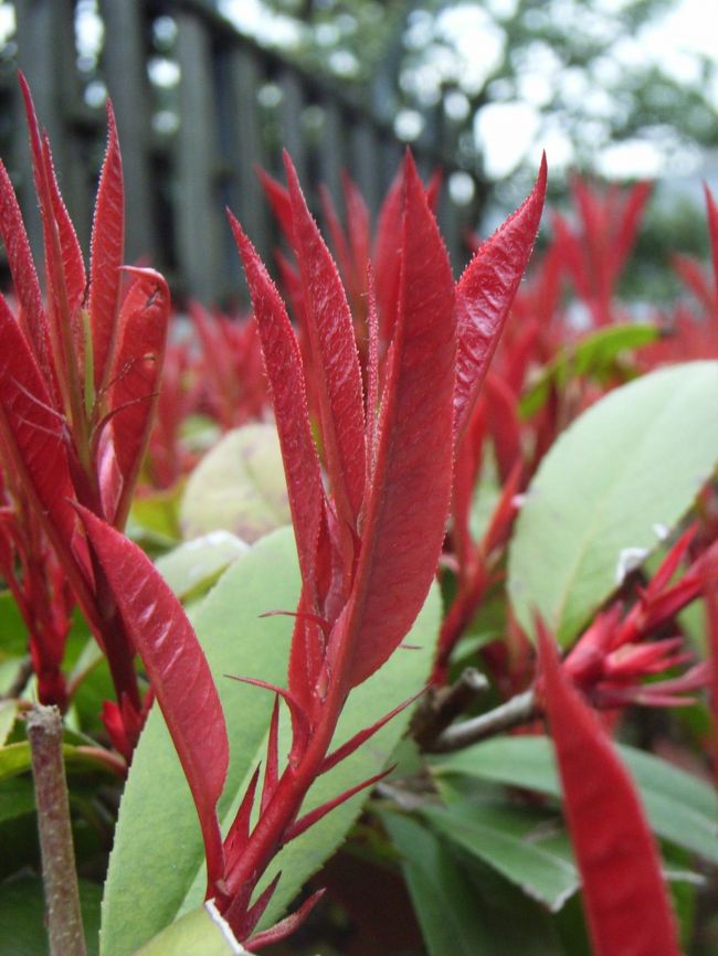 生け垣の植物です