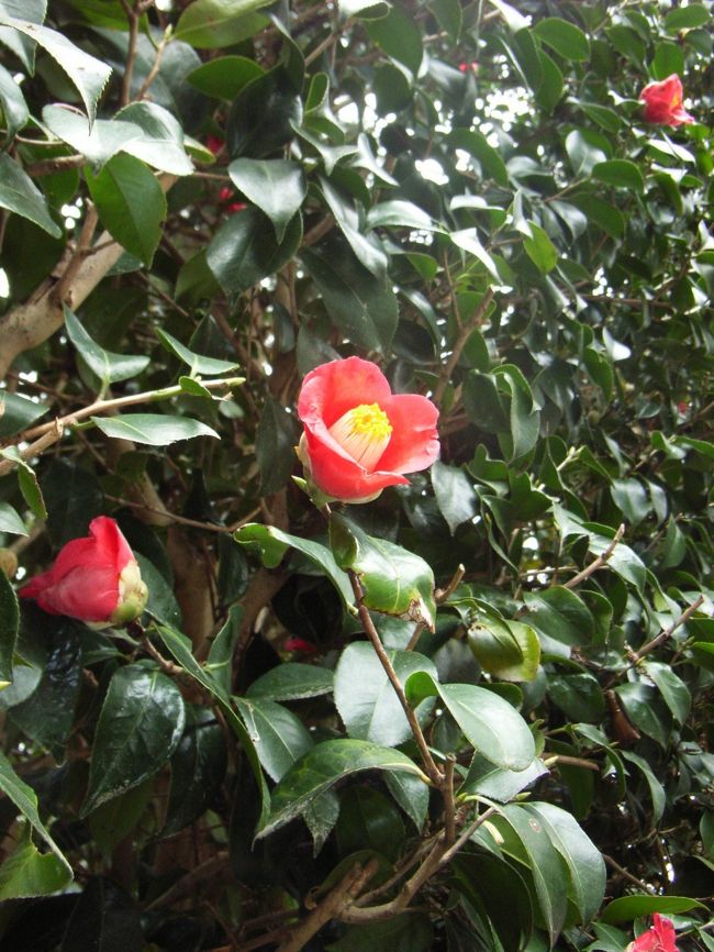 法然院入り口の椿。もう盛りは過ぎていたようです。