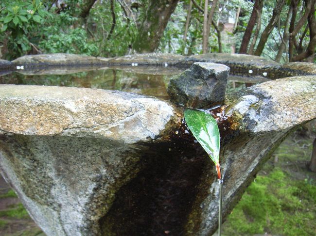 椿の葉をたどっ水が流れています