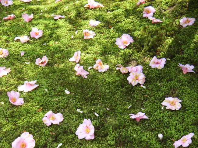 緑に散った銀閣寺の椿