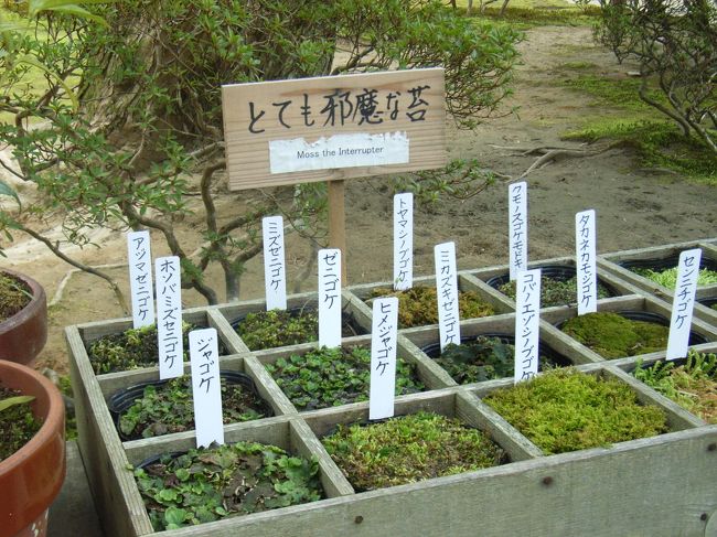 かわいそうな分類の苔