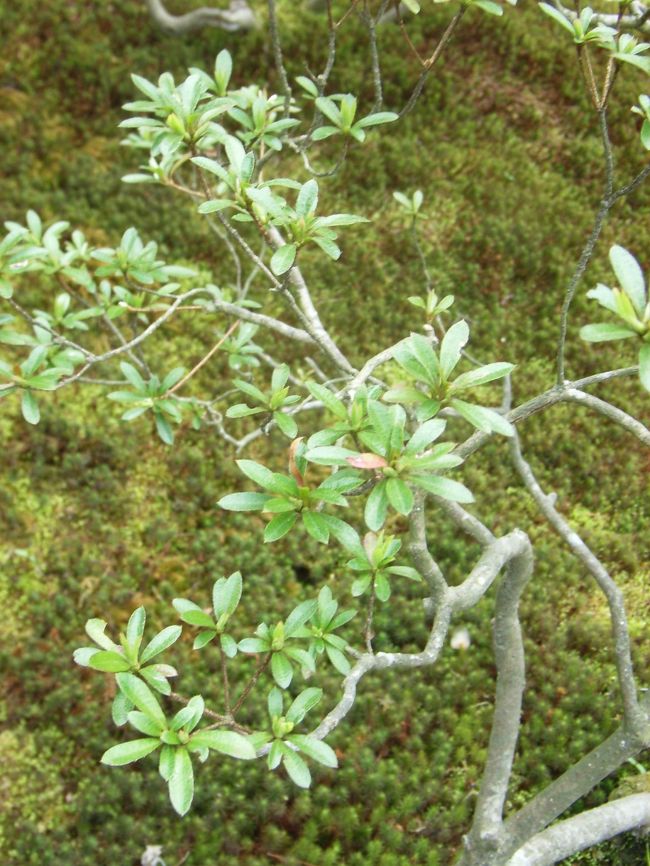 銀閣寺お庭の植物