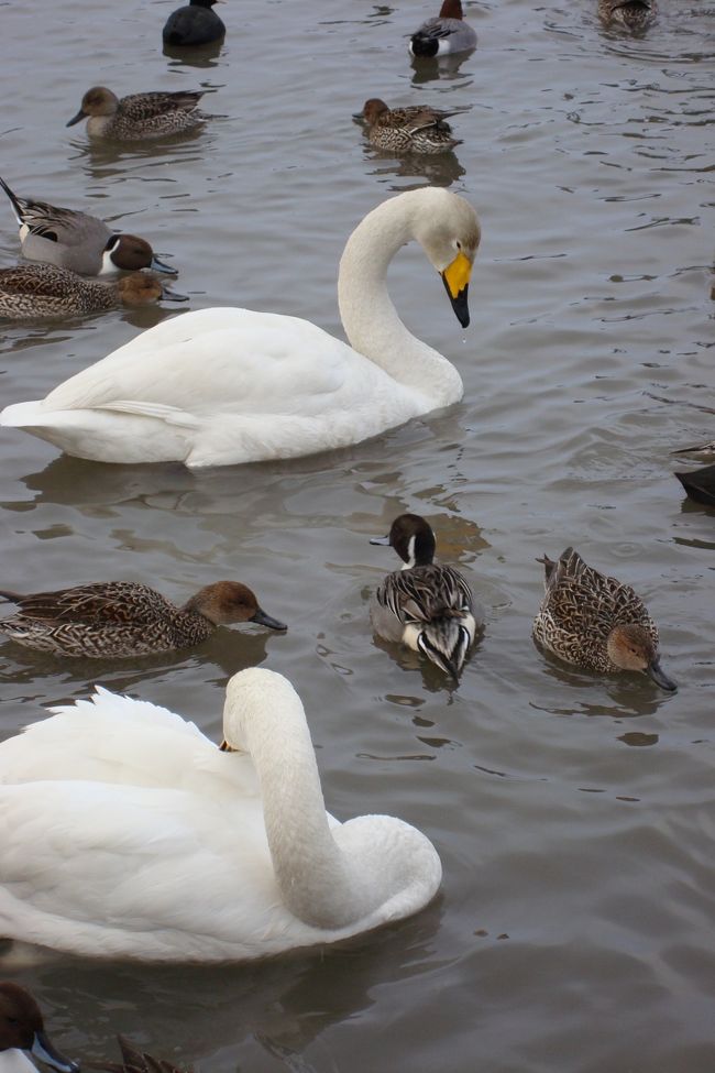 瓢湖と白鳥 瓢湖の白鳥🦢 今が見頃!! 阿賀野市の瓢湖(ひょうこ)は、白鳥の
