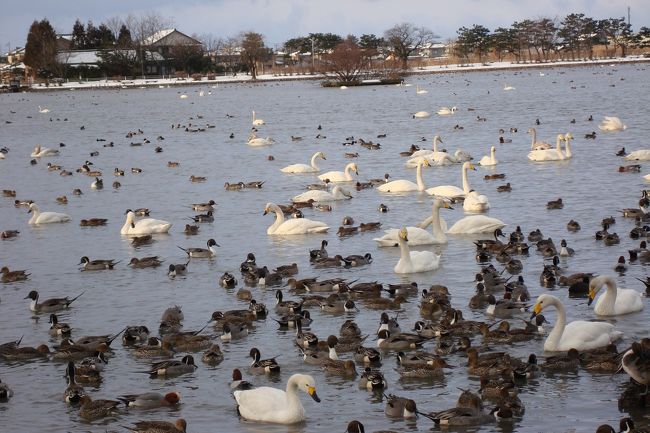 白鳥の飛来地 「 瓢湖 Hyouko 」 <新潟県阿賀野市 (旧水原町 白鳥の飛来地 「 瓢湖 Hyouko 」 <新潟県阿賀野市 (旧水原町