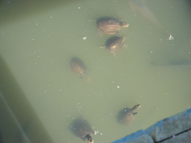 このカメ達は、人の足音を聞くと餌をもらえると思って一斉に寄ってきます。餌をあげるとすごい勢いで食べまくり。