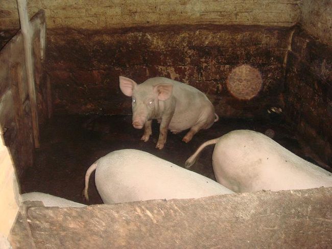 隣町の家具屋の、なぜか工場内に飼われておった豚君たち。