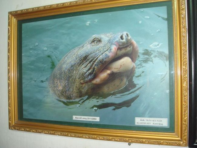 まっさかあ〜。これはホアンキエム湖の伝説の亀２号体長２ｍ。今なお生息。ここ一番！のときのみ顔を見せる。前回はサミットのときだったってさ。