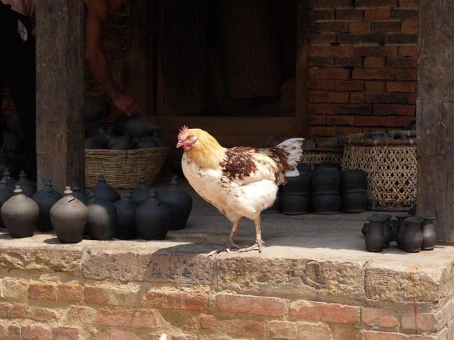 この広場にいた鶏。