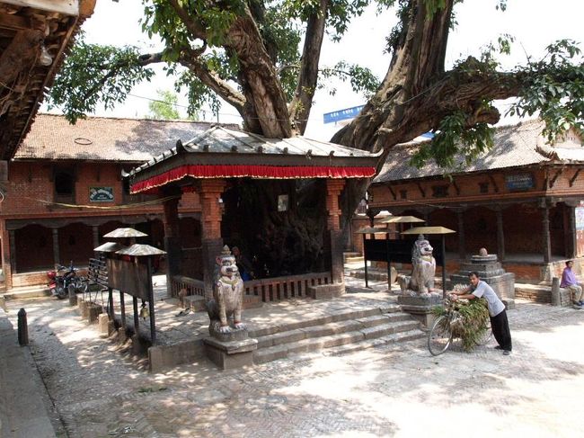 坂を下りたところの御神木。