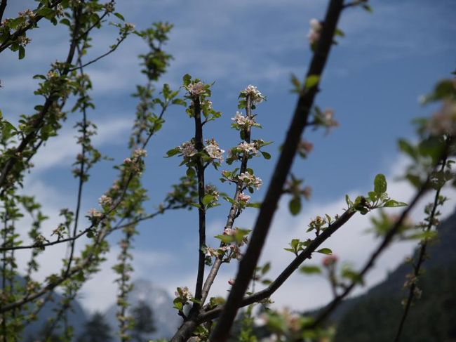 日本の協力によるアップルプロジェクト。りんごの花です。シェルパたちはりんごや桃などすべて桜と言っていました。