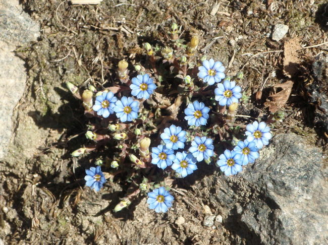 ルクラからパクディンの間でいたるところで見ることのできた花です。