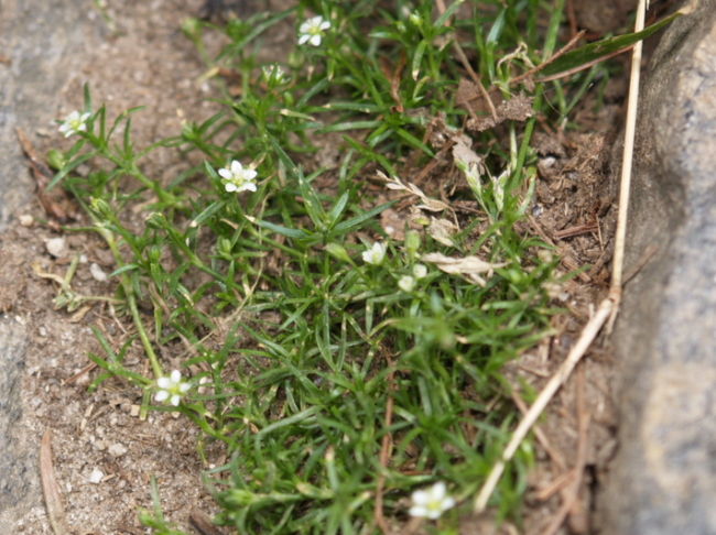 物凄く小さい花。これ以上ズームできません。