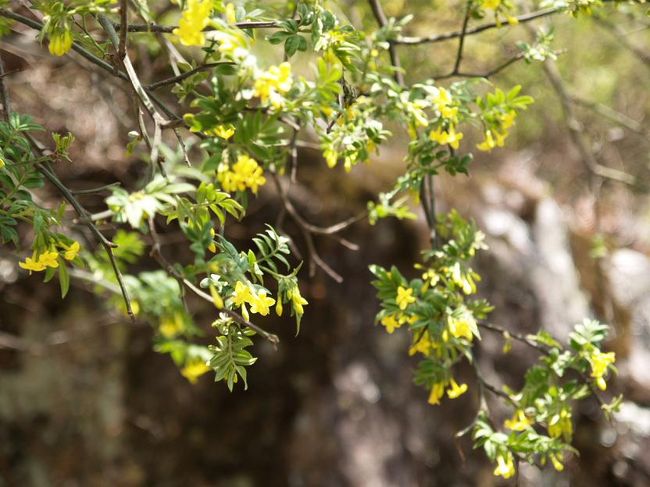 トレッキング初日、昼食休憩のタド・コシで見た花。