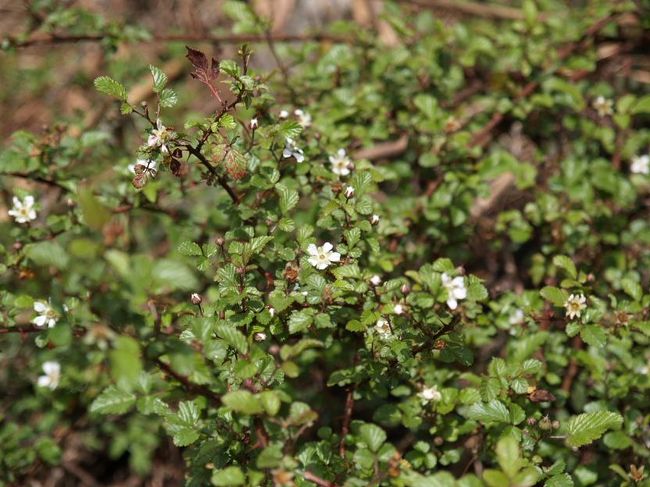 トレッキング初日、昼食休憩のタド・コシで見た花。多分バラの一種。