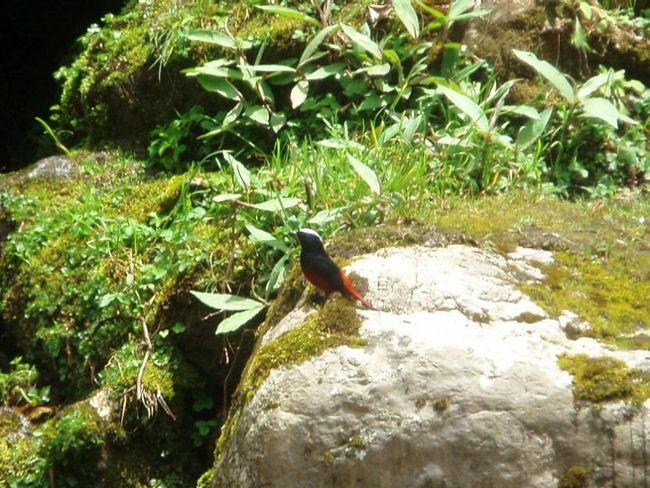 タド・コシで見た可愛らしい鳥。