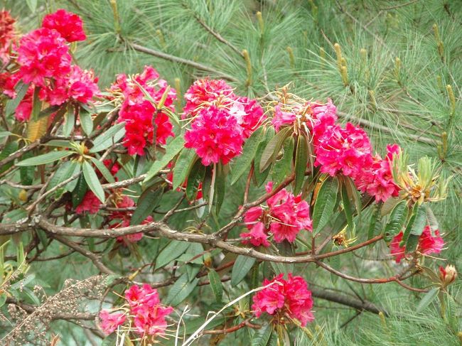 トレッキング２日目、パクディンを出て一時間ぐらいのところで見た真っ赤なシャクナゲ。シャクナゲはネパールの国花で、いたるところで見れますが、真っ赤なものは少ないです。