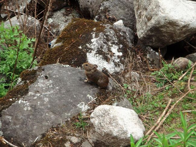ナキウサギ？赤いシャクナゲを見たところからすぐのところで見ました。