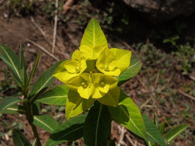 ナキウサギがいたところで見ました。