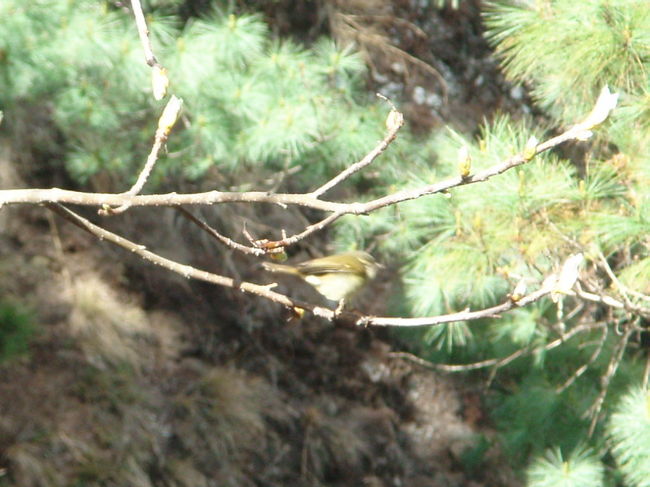 ナムチェのすぐ手前で見た鳥。ウグイスに似ています（色が）。