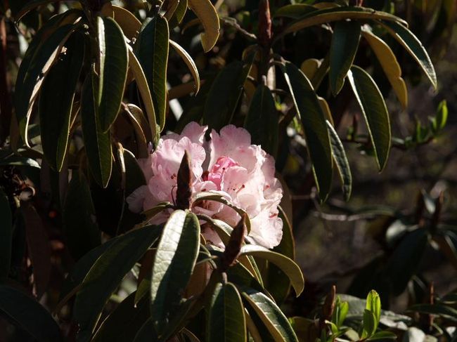 ナムチェからシャンボチェへ向かう途中で見たシャクナゲ。標高は３５００ｍを越えています。