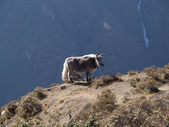 芦毛のヤク。これは家畜でしょう。