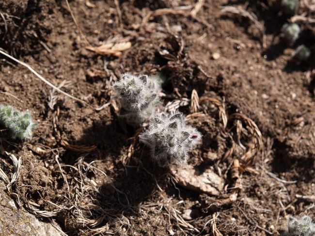 サボテンの一種？