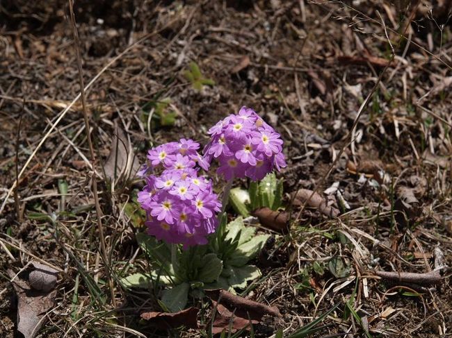 サクラソウの一種かな？クムジュンで見ました。標高３０００ｍ以下のところでも同じような花を見かけましたが、時期的なものか、ほとんど花は終わりかけていました。