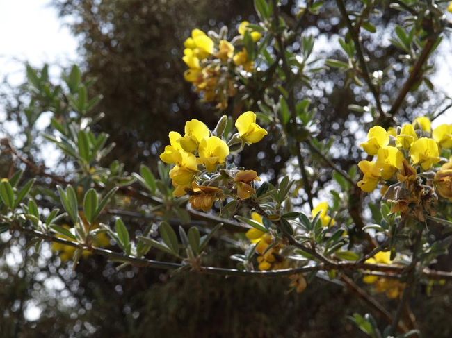 クムジュンからナムチェへの峠で見かけました。