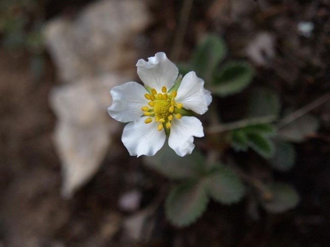 トレッキング最終日、ナムチェから一気に下ったあたりで見かけました。