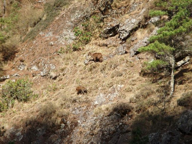 ドゥード・コシをはさんだ対岸の斜面にいた鹿？の親子。