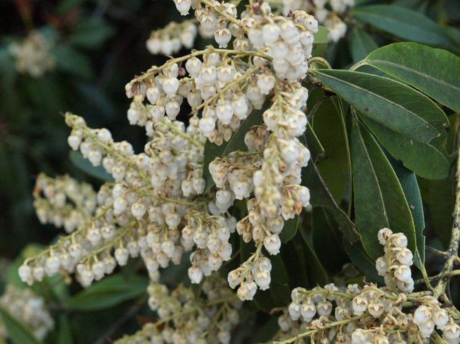 これはアシビですね。日本の中〜低山でよく見かけます。