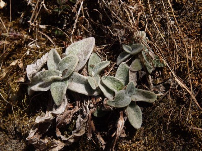 妙な植物です。