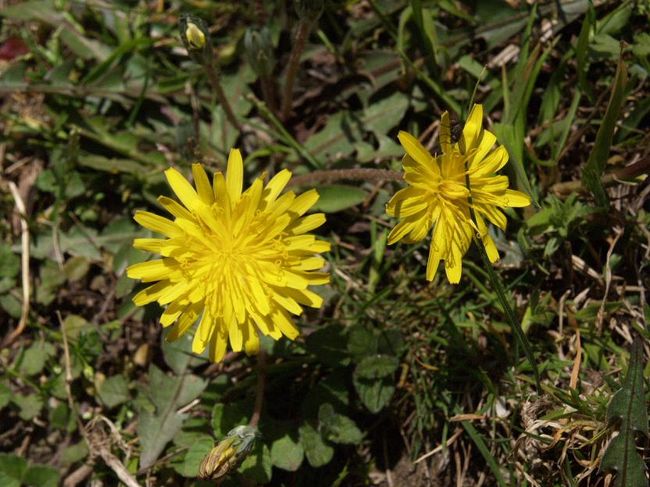 これはタンポポっぽい。日本で見るものとは少し違うようです。