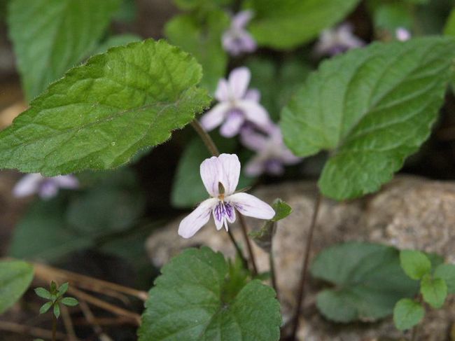 スミレ。このあたり日本の花とほとんど同じようなものが多いですね。しかし、微妙に種類は違うのでしょう。