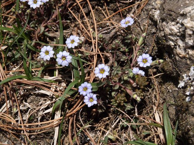 この花はこのあたりで最も普通に咲いていました。