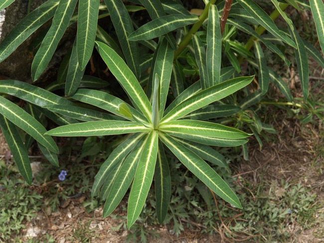 同じツアーの花好きの方が、「これは日本ではほとんど野生では見ることができないんだよ」と教えてくださいました。名前も聞きましたが覚えていません。