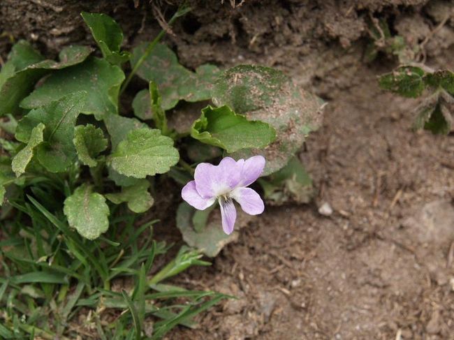 これもスミレですが、前のとは少し種類が違うようです。