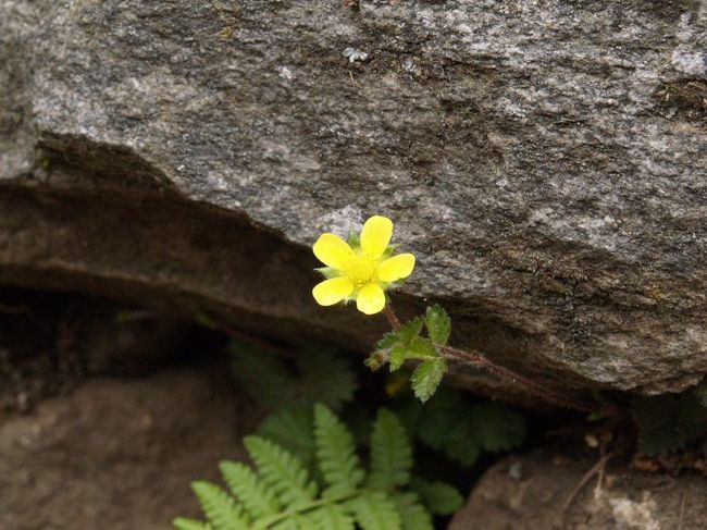 これも日本でよく見かけそうな花です。