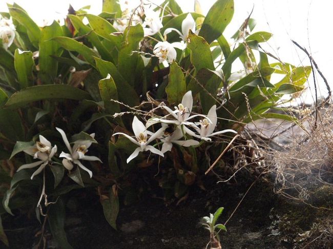 ランの一種。なんとなく野生のものではないような気がします。