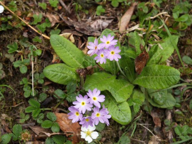 サクラソウの一種かな？クムジュンで見たものと少し違うようです。