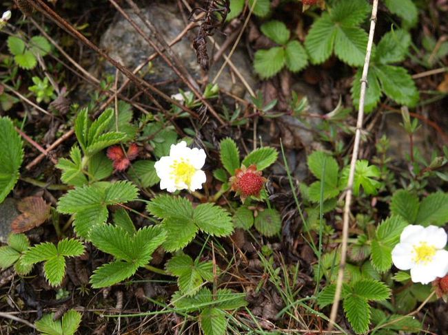 これが最後。ルクラに着く直前に見かけた野いちご。<br /><br />あまり派手な花がないので目立ちませんが、結構いろんな種類の花を見かけました。いつも思うのですが、少しくらい知識が欲しいですね（思うだけで実践が伴わない）。ルクラへ戻るときは単調でただ歩くだけでしたので、花などは癒しになります。