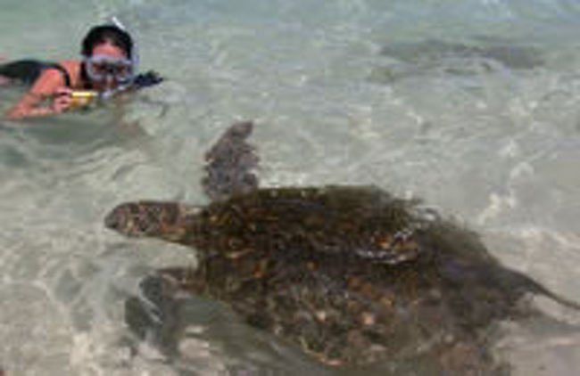 ﾜｲﾒｱﾋﾞｰﾁで亀にも遭遇したり、ﾎﾞﾃﾞｨｰﾎﾞｰﾄﾞしたり。<br />ﾊﾚｲﾜでは、ﾏﾂﾓﾄｼｪｲﾌﾞｱｲｽ食べたり、ｽﾄﾛﾝｸﾞｶﾚﾝﾄでTｼｬﾂ買ったり。<br /><br />満喫して、帰りのﾊﾞﾝでは熟睡。<br />気がつけば、ｶﾞｲﾄﾞさんに起こされて、ﾎﾃﾙに到着しました。<br />楽しかった♪<br />