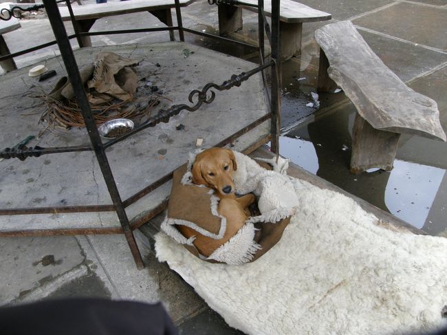皮に包まっていたのは看板娘ならぬ、看板犬。
