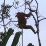 オラウータン・ラフレシア・リバークルーズ・キナバル公園と盛りだくさん