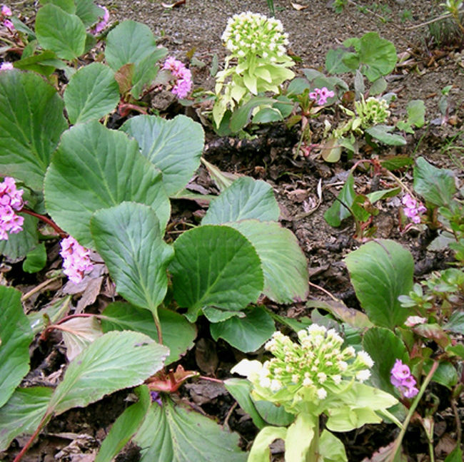 フキノトウやいろんな花が少しだけど咲いていたので、せめてそれだけでもとカメラに収めた。<br />白樺もとっても綺麗だった。<br />